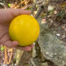 福建漳州黄晶果