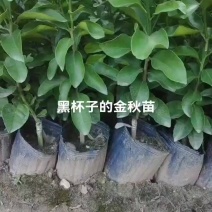 金秋苗