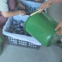 蓝西梅