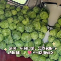 脆皮甘蓝大量上市要的老板欢迎采购