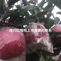 模袋红嘎啦即将上市，需要的老板联系