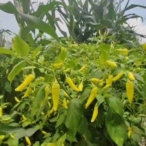 丘北皱皮野山椒