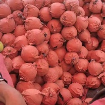 翠冠梨丰水梨