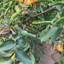 大荔冬枣