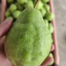 大头梨上市，价格美丽。