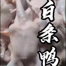 免洗白条鸭！精修处理非常干净！8.5一只，一只2.4斤