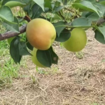 单霞红梨