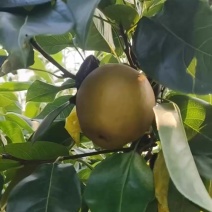 本地黄花梨上市，欢迎老板选购