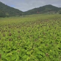 云木香新子开始采收了需要欢迎下单