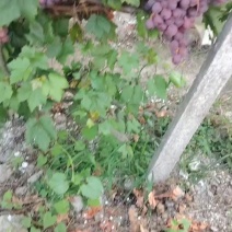 葡萄，大量红提葡萄，巨峰葡萄，
