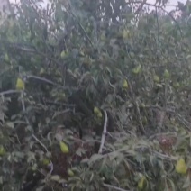 太婆梨出售批发，自己家的
