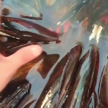河鲜水产鲜活活贝类双淡水蛏子无泡水大蛏子新鲜散装下单前私