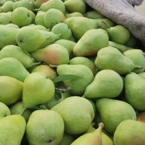 太婆梨