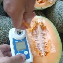 西周蜜17