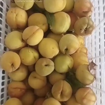 重庆万州高山锦绣黄桃