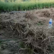 优质芦笋苗根系发达容易成活基地直销质量保证。