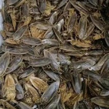 桂花蝉已到季节，有需要的老板请联系！
