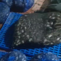 蟹苗，豆蟹苗全有