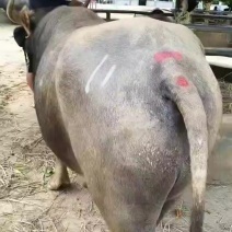 常年代办黄水牛