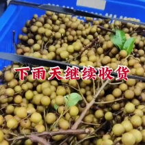 统果石硖大量上市富惠佳农产品供应链欢迎合作