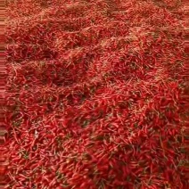 吨级小米椒等您