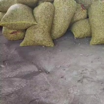 产区鲜花生大量上市支持电商市场需要老板一亩产联系我