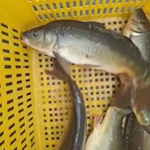 三道鳞(框镜、镜面鲤鱼、裸鲤)