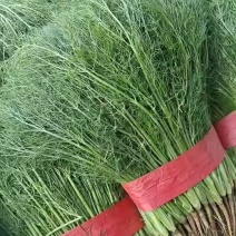 河北邯郸精品茴香大量现货