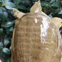 甲鱼