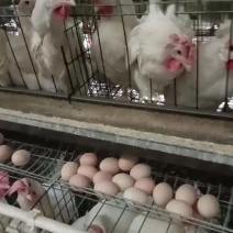 红心大白蛋48斤以上，常年供货，其它码都有货
