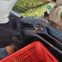 青田有货山西大同产地直供，对接批发零售等