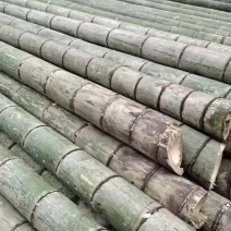 各类竹子