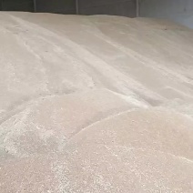 小麦，河南优质小麦
