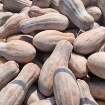 湖北金韩密本南瓜老南瓜视频看货诚信经营