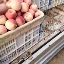 河北遵化毛桃8月3号上市了