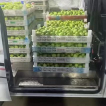 精品无花果