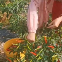 小米辣