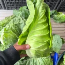 精品！精品！精品！重要的事情说三遍！高山牛心甘蓝