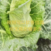 精品牛心甘蓝整车发货精品牛心甘蓝高山有机蔬菜