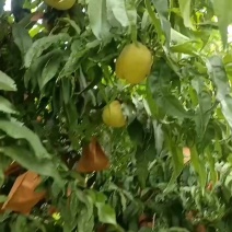 永连蜜桃，千亩基地桃园，解代中，现在上市中，罐头桃大量上