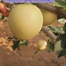 皇冠梨