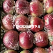 河北唐山乐亭美八苹果以上市，需要的老板联系赶大集滴货都有