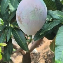 攀枝花华坪县凯特芒热带水果欢迎各位老板前来采购