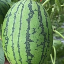 2K小西瓜