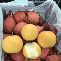 秋月梨