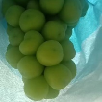 阳光玫瑰