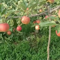 红噶啦苹果100000斤，原产地苹果，一手货源