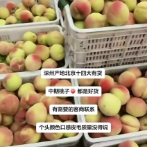 深州主产区北京十四号毛桃