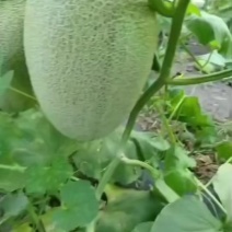 哈密瓜