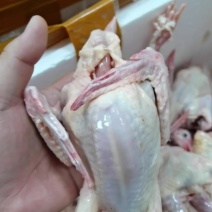 新鲜乳鸽